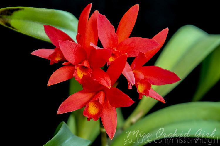 Cattlianthe Cattlianthe Rojo Orchid Nature