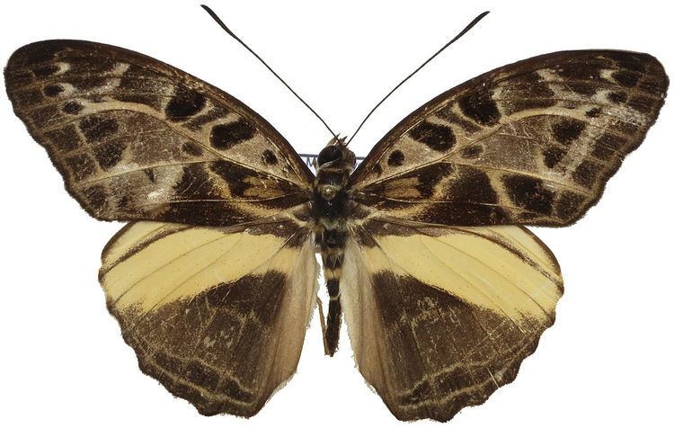 Catuna oberthueri