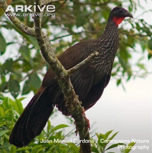 Cauca guan Cauca guan videos photos and facts Penelope perspicax ARKive