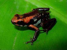 Cauca poison frog httpsuploadwikimediaorgwikipediacommonsthu