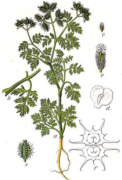 Caucalis Caucalis platycarpos Small BurParsley Carrot bur parsley PFAF