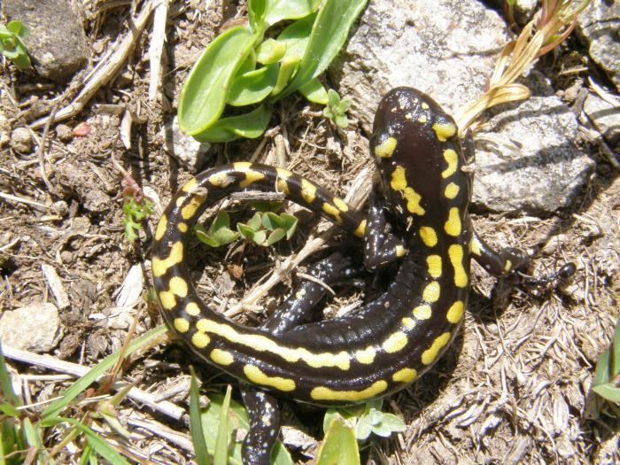 Caucasian salamander wwwbiolibczIMGGAL65685jpg