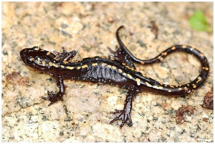 Caucasian salamander Mertensiella caucasica Caucasian salamander Kafkas Semenderi