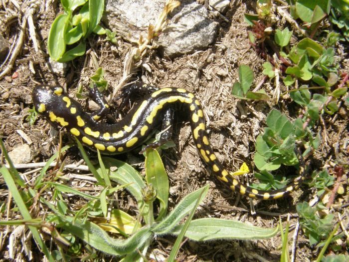 Caucasian salamander BioLib Image Mertensiella caucasica Caucasian Salamander