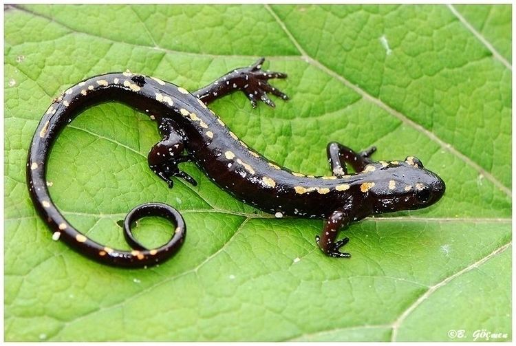 Caucasian salamander Caucasian salamander Images Video Information