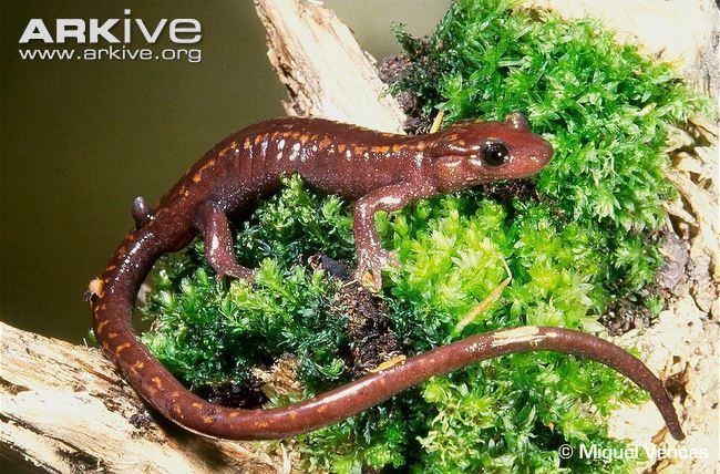 Caucasian salamander Caucasian salamander videos photos and facts Mertensiella