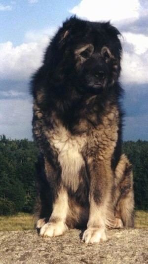 Caucasian Shepherd Dog looking afar while sitting on the ground with a sad face, black and light brown fur, and there are trees and clouds in the background