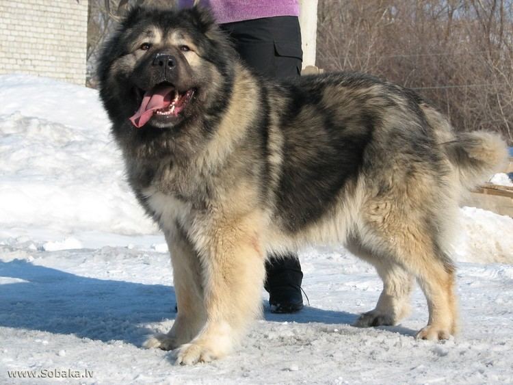 Caucasian Shepherd Dog standing on the snow while his tongue is out and there are bare trees and a house with a brick wall in the background. The man behind the dog is wearing a violet shirt, black pants, and black shoes