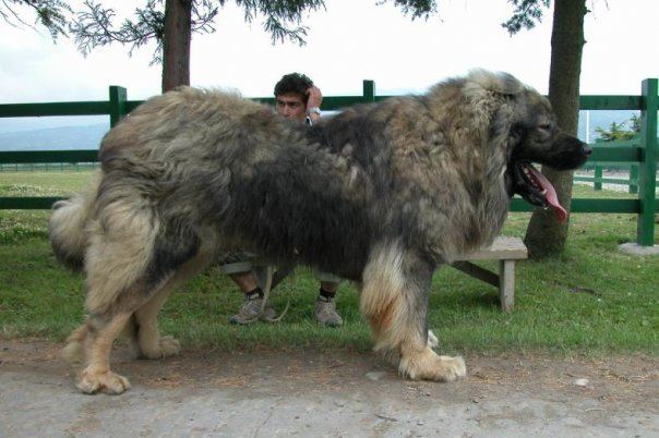 Caucasian Shepherd Dog standing and facing on the right while his tongue is out, with a black and light brown fur. The man behind him is sitting on a bench, looking afar, and scratching his head, with a green fence and trees in the background. The man is wearing a wristwatch, denim pants, black socks, and gray rubber shoes