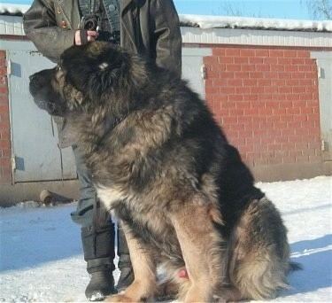 The man is holding the leash of a Caucasian Shepherd Dog that is sitting on the snow and looking afar with black and light brown fur and there is a house in the background with an orange brick wall. The man is wearing black pants, black shoes, and a black shirt under a dark gray jacket