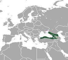 Caucasian shrew httpsuploadwikimediaorgwikipediacommonsthu