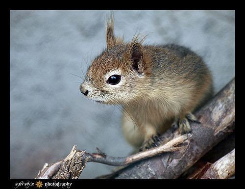 Caucasian squirrel Caucasian squirrel Another animal living in the zoo of Hal Flickr