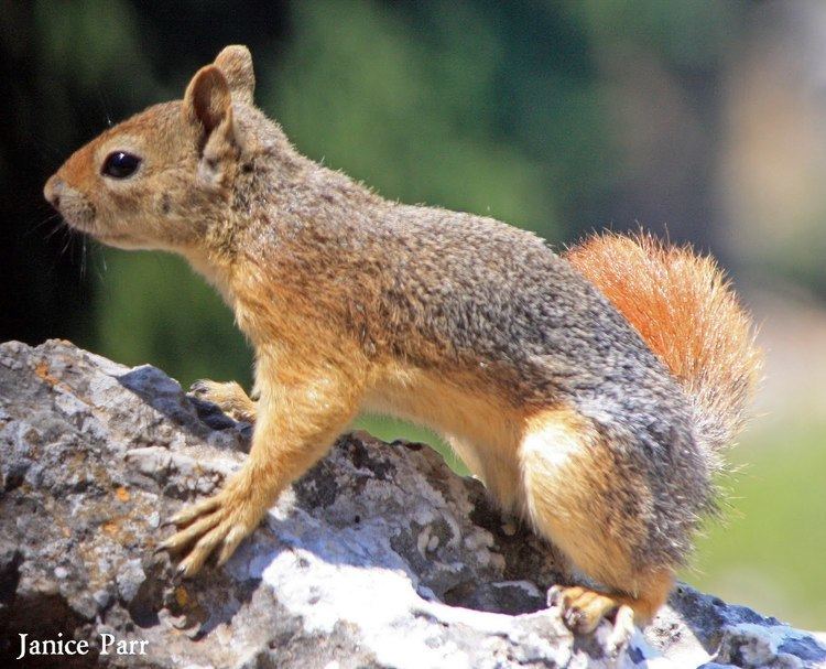 Caucasian squirrel Parr Photo Art Caucasian Squirrel