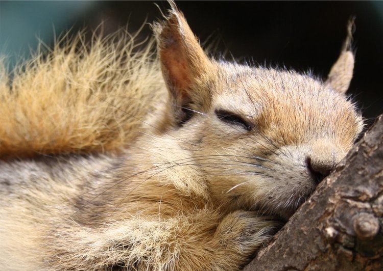 Caucasian squirrel Panoramio Photo of The Persian Squirrel or Caucasian Squirrel