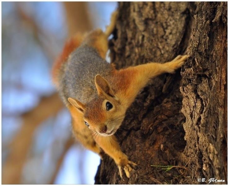 Caucasian squirrel Sciurus anomalus Persian or Caucasian Squirrel Sincap Acem