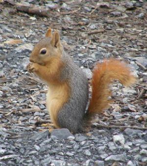 Caucasian squirrel 1 caucasian squirrel to Zoo Halle Germany Stichting AAP