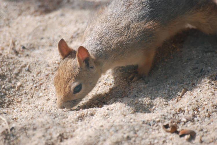 Caucasian squirrel Caucasian Squirrel at Halle 040911 ZooChat