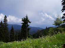 Caucasus mixed forests httpsuploadwikimediaorgwikipediacommonsthu