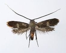 Cauchas fibulella httpsuploadwikimediaorgwikipediacommonsthu