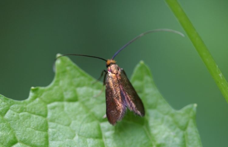 Cauchas rufimitrella FileCauchas rufimitrella02 xndrjpg Wikimedia Commons