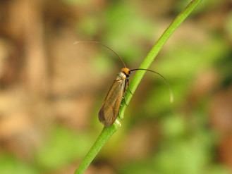 Cauchas rufimitrella Cauchas rufimitrella