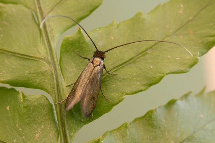 Cauchas rufimitrella Cauchas rufimitrella UKMoths