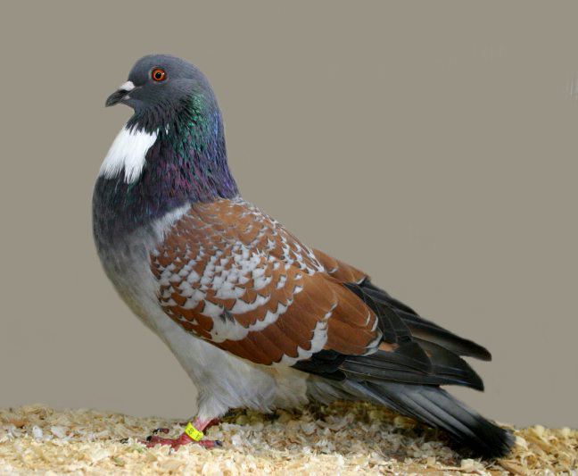 Cauchois pigeon