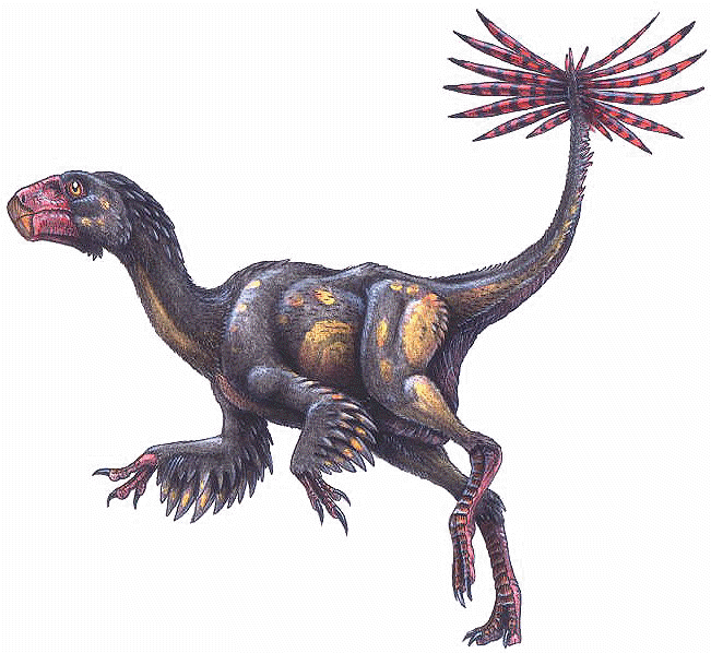 Caudipteryx Caudipteryx zoui an oviraptor dinosaur