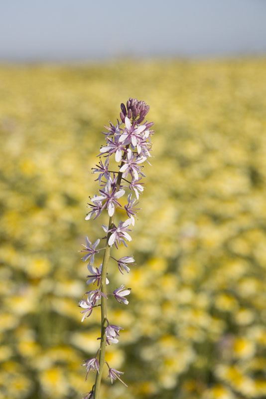 Caulanthus anceps