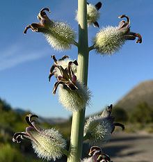 Caulanthus crassicaulis httpsuploadwikimediaorgwikipediacommonsthu