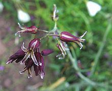 Caulanthus heterophyllus httpsuploadwikimediaorgwikipediacommonsthu