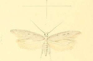 Caulastrocecis gypsella