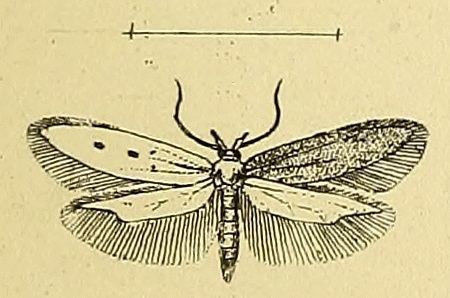 Caulastrocecis pudicellus