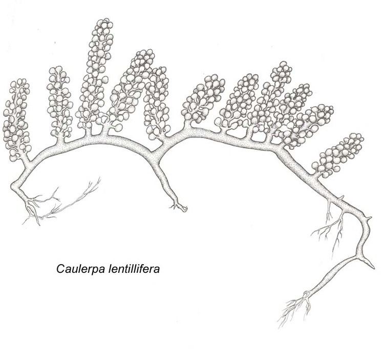 Caulerpa lentillifera Caulerpalentilliferajpg