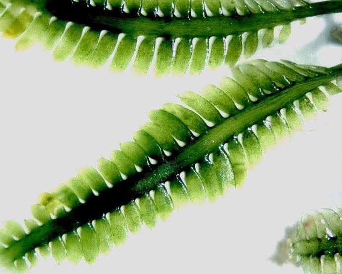 Caulerpa taxifolia oceansiedusitesdefaultfilesstylesblogphoto