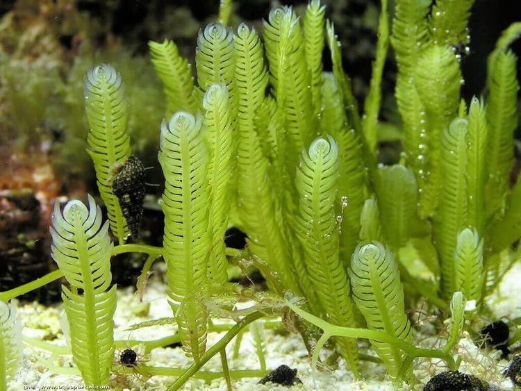 Caulerpa taxifolia Phycokey Caulerpa images