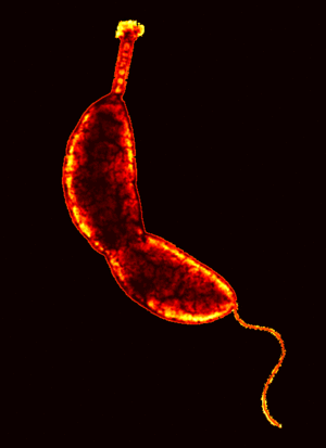 Caulobacter crescentus Caulobacter MicrobeWiki