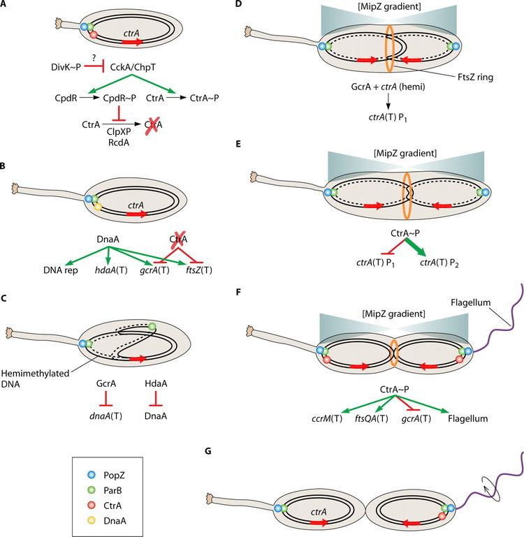 Caulobacter crescentus Getting in the Loop Regulation of Development in Caulobacter