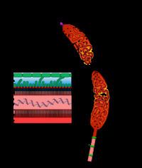 Caulobacter crescentus httpsuploadwikimediaorgwikipediacommonsthu