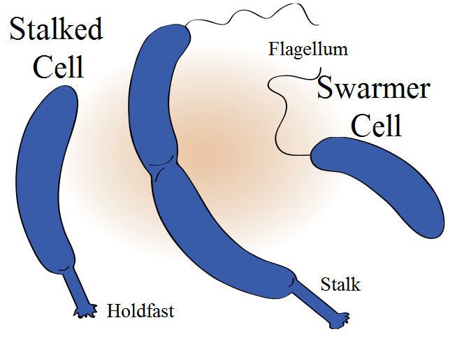 Caulobacter crescentus Stalked Bacteria Caulobacter crescentus Medical Laboratories