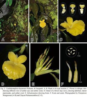 Caulokaempferia Species New to Science Botany 2016 Caulokaempferia kayinensis