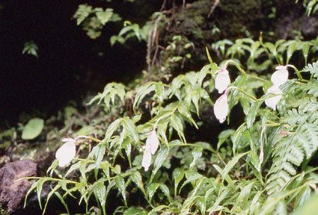 Caulokaempferia Zingiberaceae