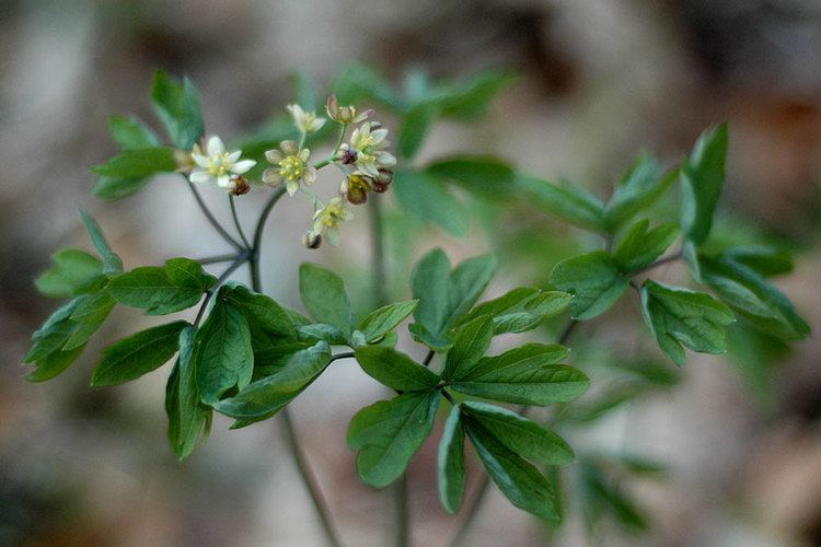 Caulophyllum Caulophyllum thalictroides