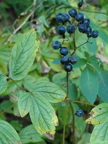 Caulophyllum Caulophyllum thalictroides