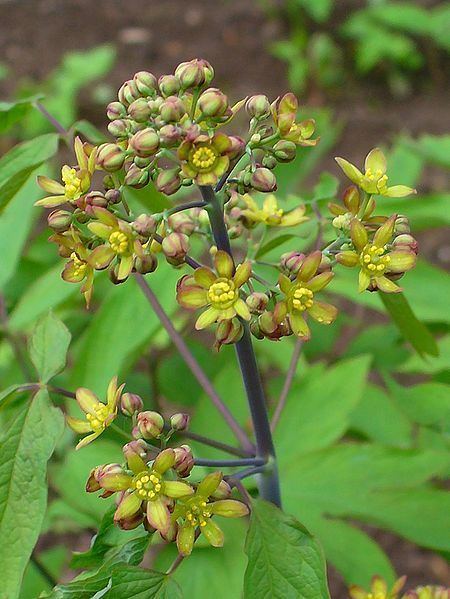 Caulophyllum Caulophyllum thalictroides Papoose Root Blue cohosh PFAF Plant Database