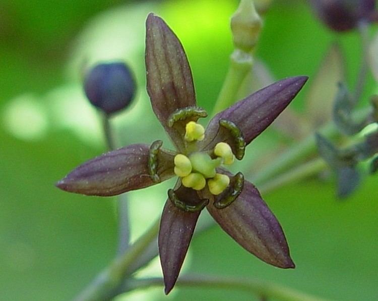 Caulophyllum Caulophyllum giganteum early blue cohosh Go Botany