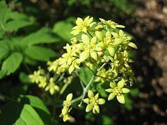 Caulophyllum thalictroides httpsuploadwikimediaorgwikipediacommonsthu