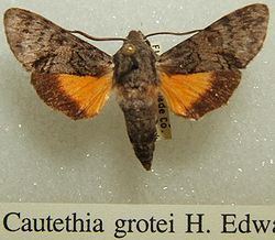 Cautethia grotei httpsuploadwikimediaorgwikipediacommonsthu