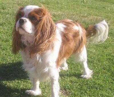 Cavalier King Charles Spaniel Cavalier King Charles Spaniel Dog Breed Information and Pictures