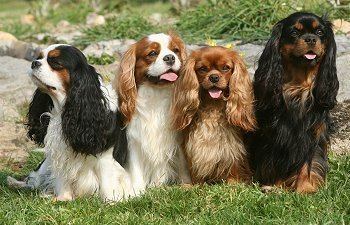 Cavalier King Charles Spaniel Caring For a Cavalier King Charles Spaniel Advice You Can Trust
